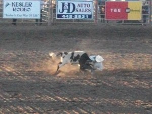 Steer Wrestling