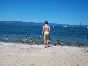 Hamster on the Beach