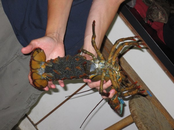 Those dots all over the tail of this mama lobster are her 6,000 eggs, most of which will be hatched by the time you read this (after 2 years of pregnancy)