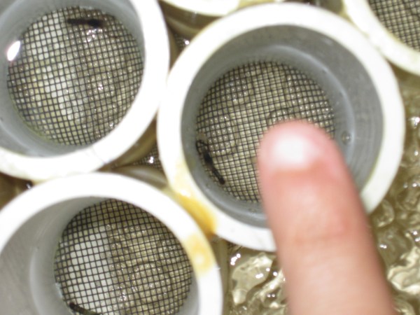 Tiny lobster babies, soon to be released in the wild