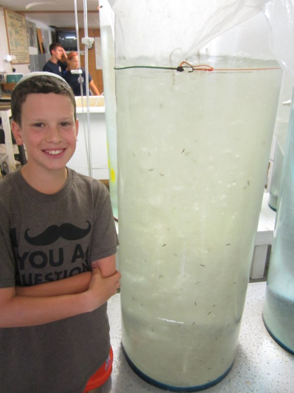 Hundreds of younger baby lobsters not yet ready for release