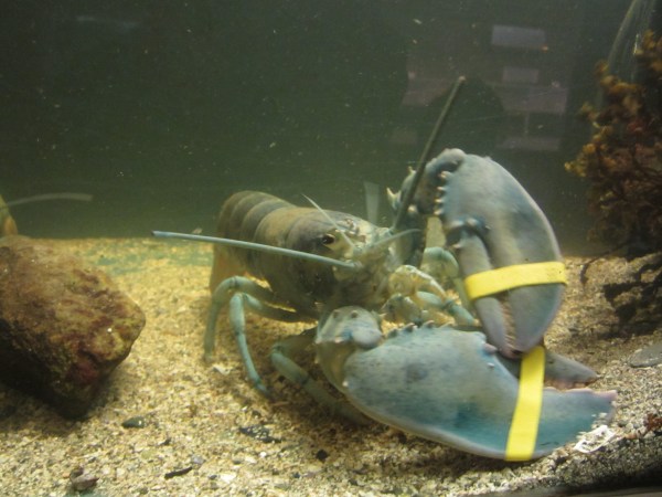 Blue lobsters occur naturally but rarely: only about one in every 1,000,000 lobsters is blue
