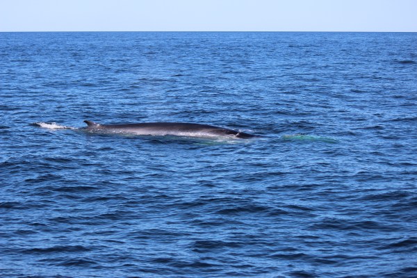 Fin Whale