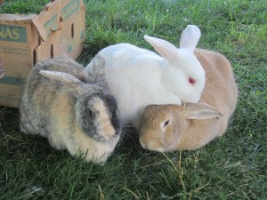 Henry's Rabbits