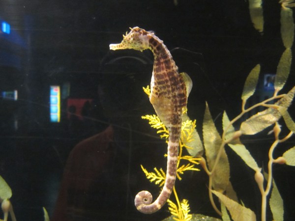 Potbellied Seahorse