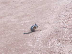 Chipmunk