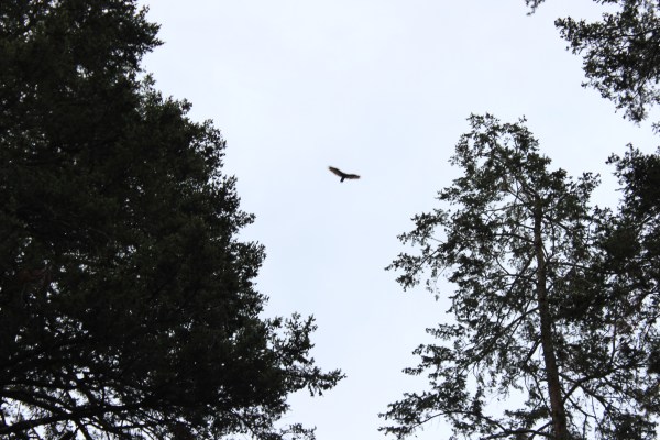 Turkey Vultures. I don't know exactly what they are but I assume they're the vulture version of turkey pastrami--they're just like vultures, but they're made out of turkey.