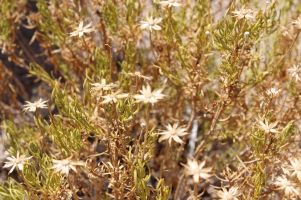 Joshua Tree National Park