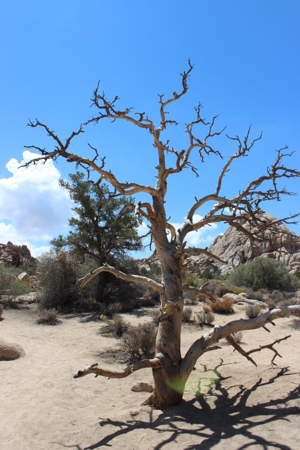 Joshua Tree National Park