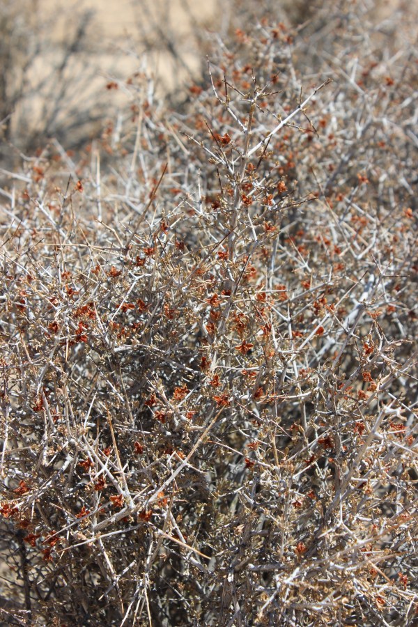 Joshua Tree National Park