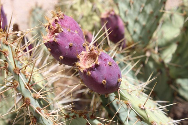Cactus flowers