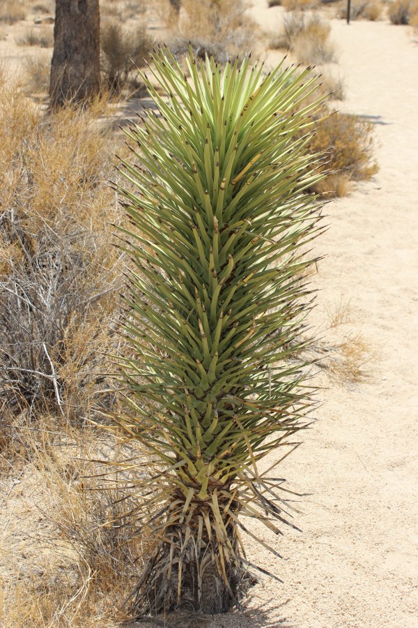 This is what a Joshua tree looks like when it's just a baby. Sam says it looks like a pineapple.