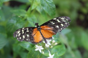 Butterfly Wonderland