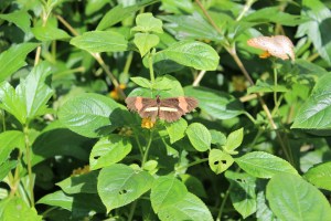 Butterfly Wonderland