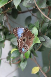 Butterfly Wonderland