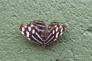 Butterfly Wonderland