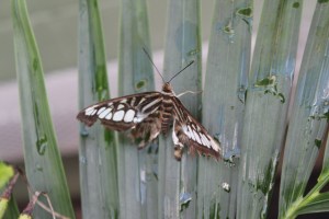 Butterfly Wonderland