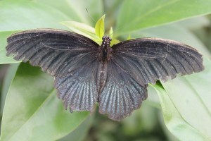 Butterfly Wonderland