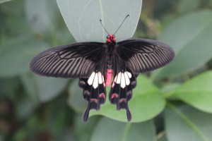 Butterfly Wonderland