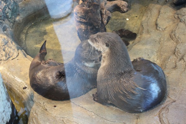 Otters