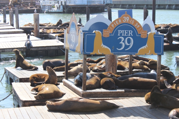 Fisherman's Wharf Seals