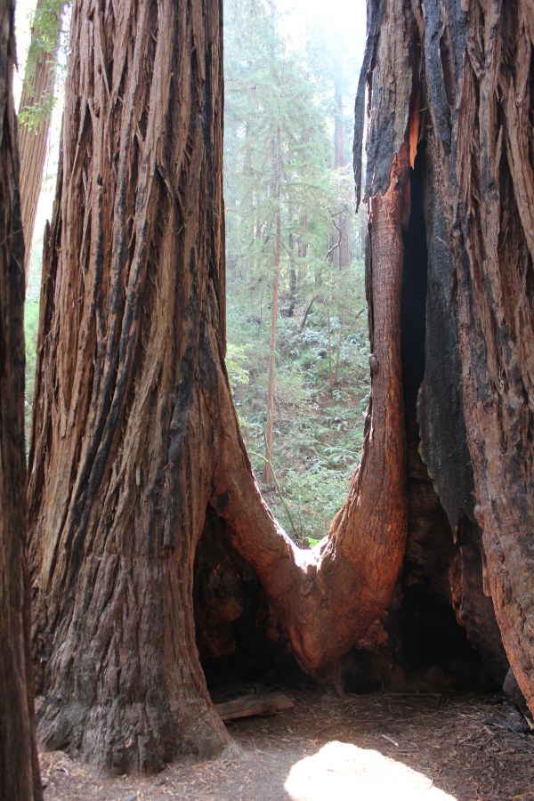Muir Woods