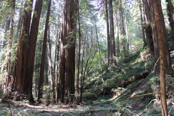 Muir Woods