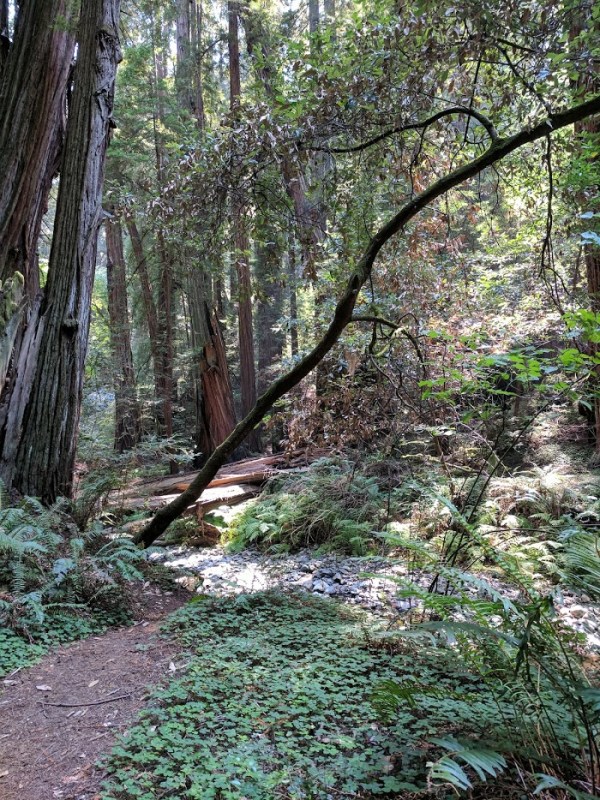 Muir Woods